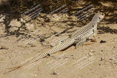 media/May-06-2023-PCA San Diego (Sat) [[abb7014659]]/Around the Pits/